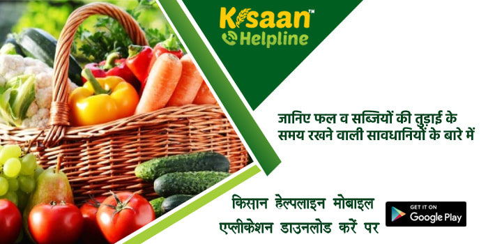 जानिए फल व सब्जियों की तुड़ाई के समय रखने वाली सावधानियों के बारे में